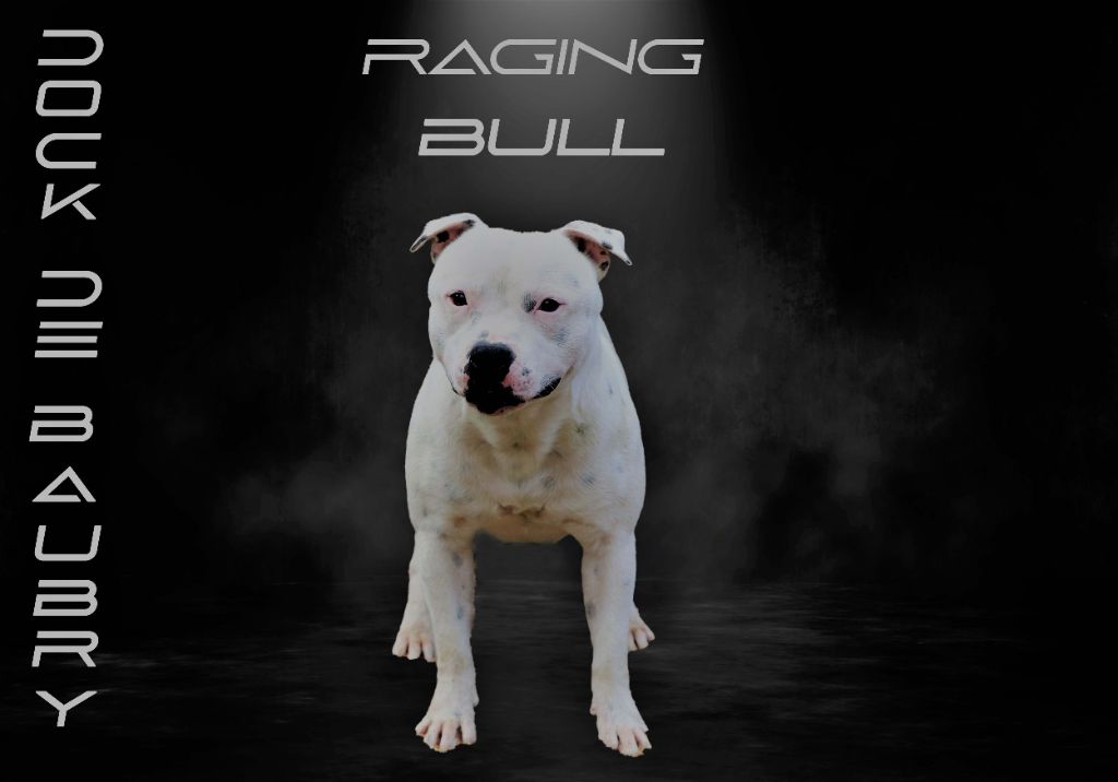 Raging bull Of Suprême Staffy's