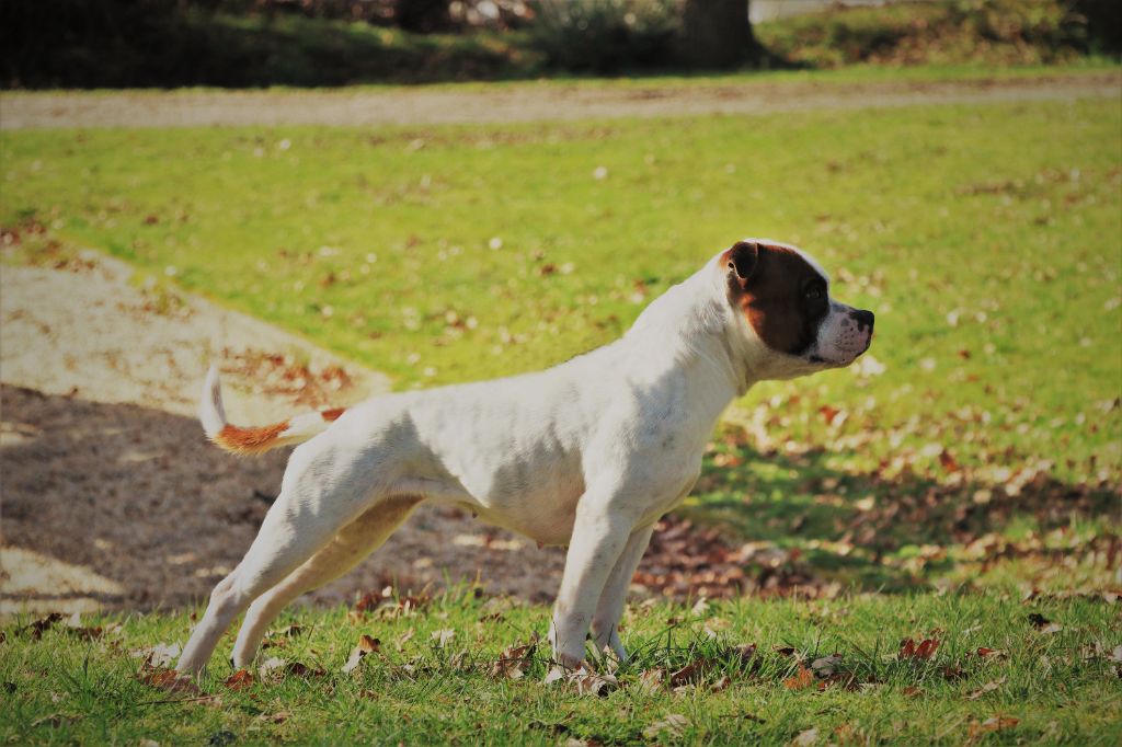 Pharah white Of Suprême Staffy's