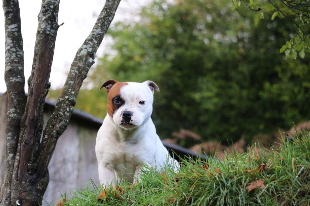 Pharah white Of Suprême Staffy's