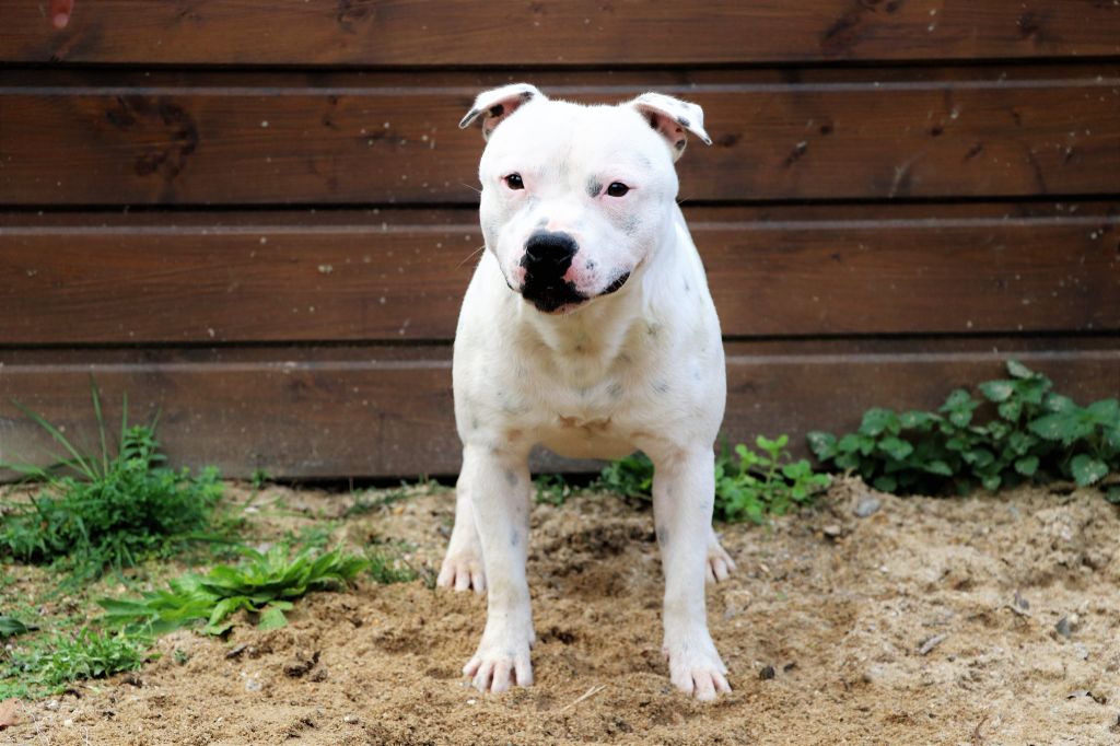 Raging bull Of Suprême Staffy's