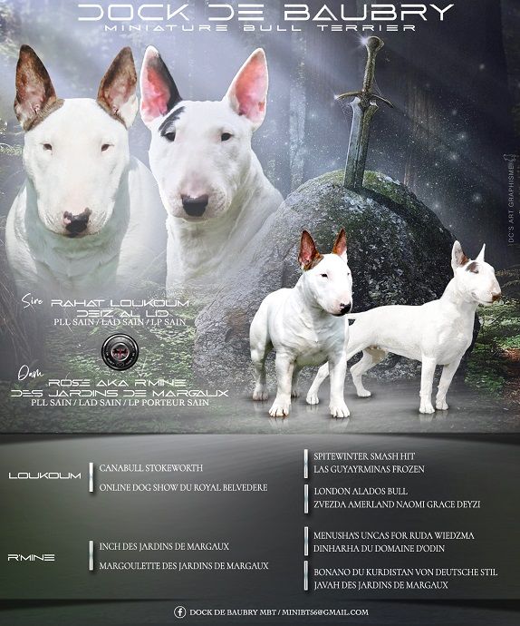 chiot Bull Terrier Miniature Des Dock De Baubry