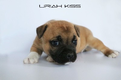 Uriah Kiss