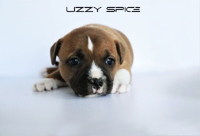 Uzzy Spice